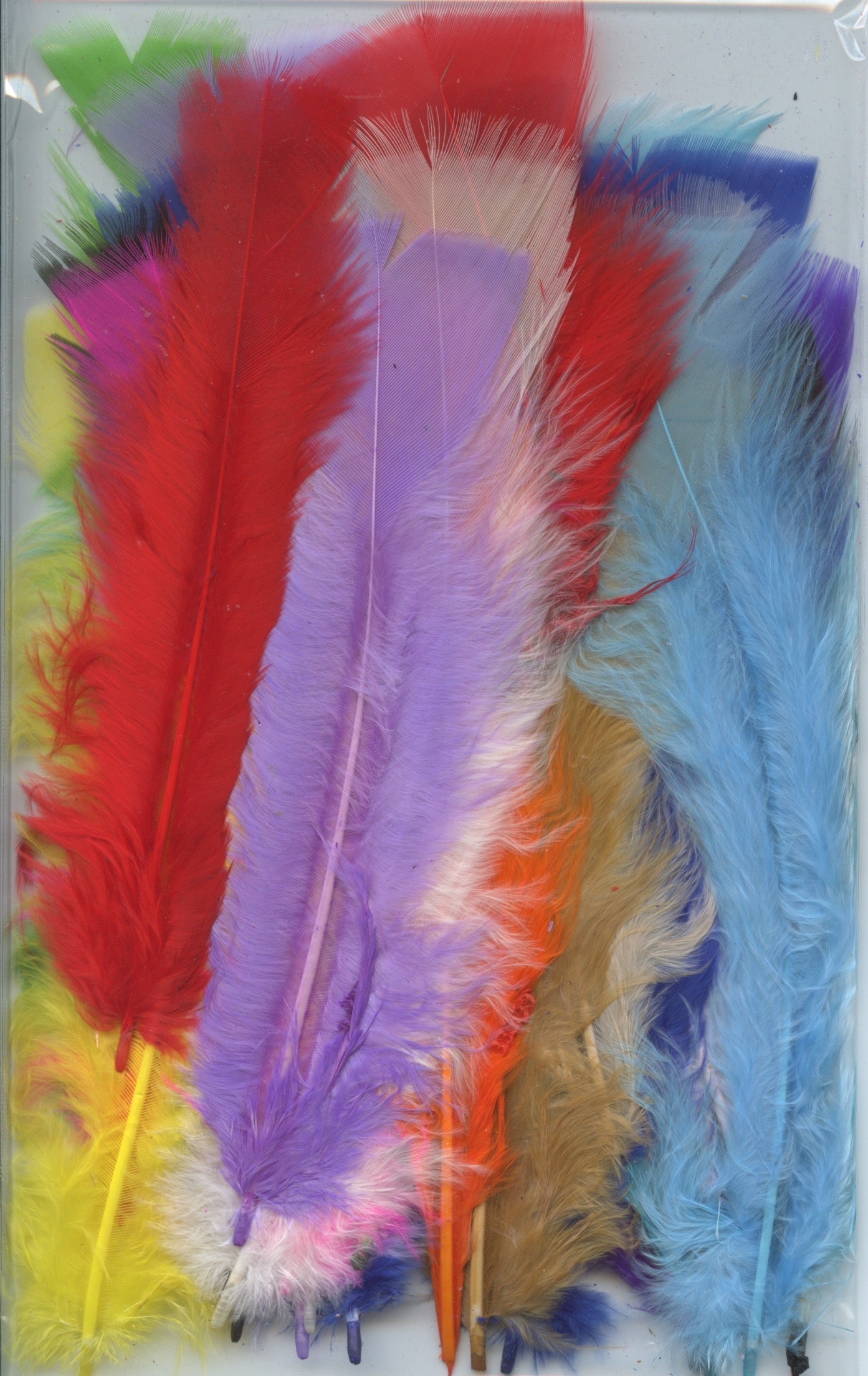 Coloured Feathers Assorted Colours Approx. 25 per pack