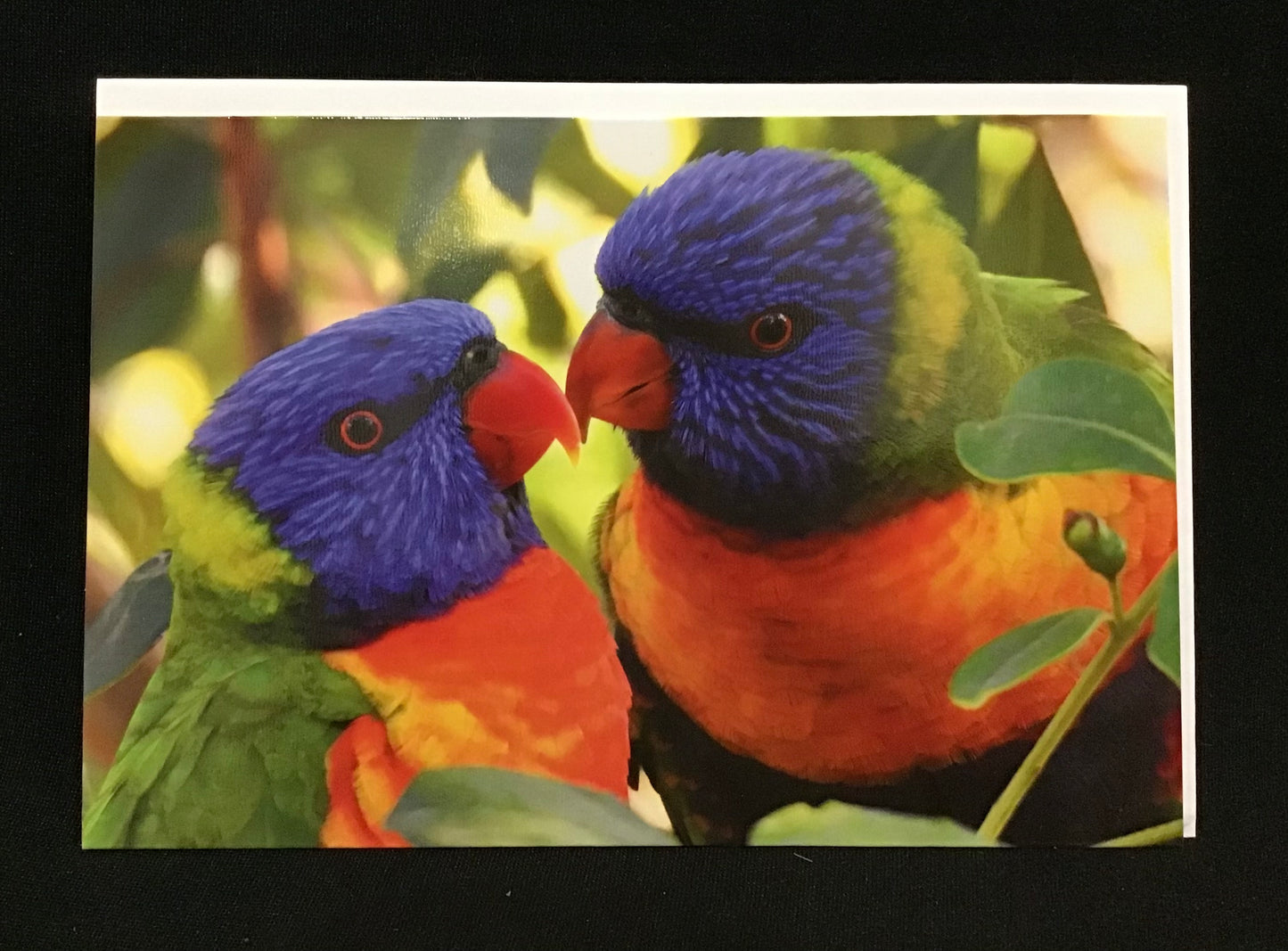 Koala Collection Card - Rainbow Lorikeets